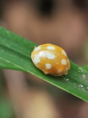 Calvia decemguttata