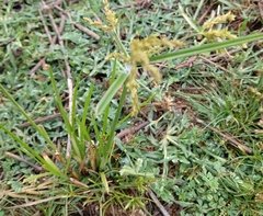Cyperus iria
