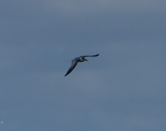 Sternula albifrons