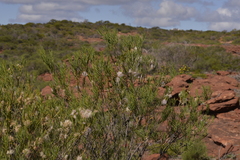 Melaleuca radula