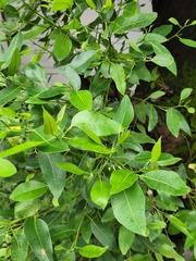 Eucalyptus robusta