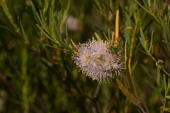 Melaleuca radula