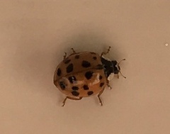 Harmonia axyridis