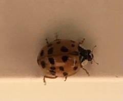 Harmonia axyridis