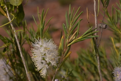 Melaleuca radula