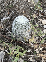 Echinocereus reichenbachii caespitosus