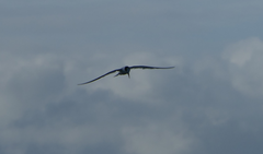 Sternula albifrons