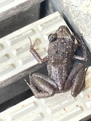 Eleutherodactylus planirostris