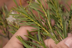 Melaleuca radula