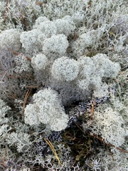 Cladonia stellaris