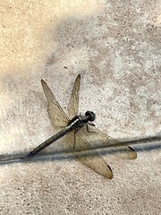 Insecta