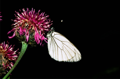 Aporia crataegi