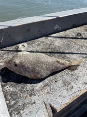 Sphoeroides maculatus