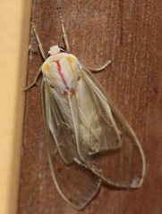 Amastus rubridorsata