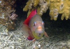 Labracinus cyclophthalmus