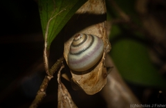 Posorites conscendens