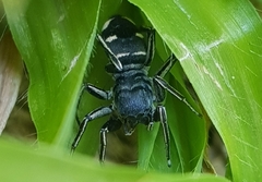 Mexcala