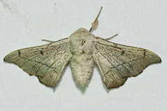 Cicinnus melsheimeri