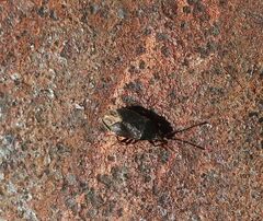 Stygnocoris