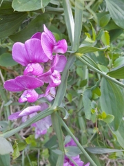 Lathyrus