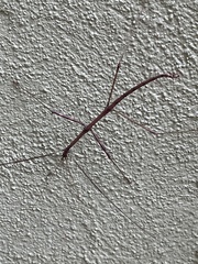 Diapheromera femorata