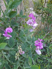 Lathyrus