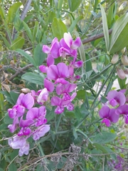 Lathyrus