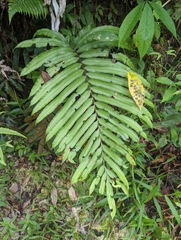 Blechnum finlaysonianum