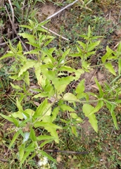 Croton bonplandianus