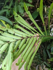 Blechnum finlaysonianum