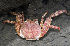 Grapsus adscensionis