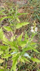 Croton bonplandianus