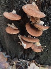 Crepidotus calolepis