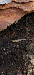Enchytraeidae
