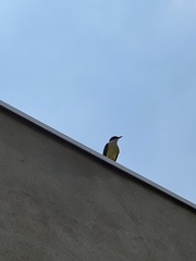 Pitangus sulphuratus