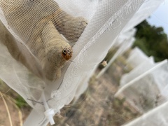 Chinavia marginata