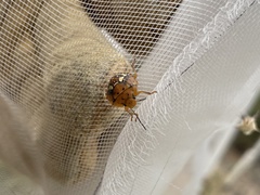 Chinavia marginata