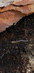Enchytraeidae