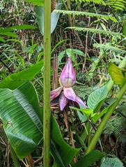 Musa violascens