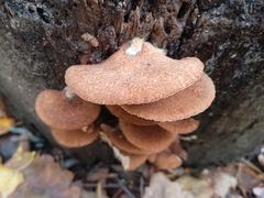 Crepidotus calolepis