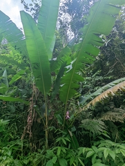 Musa violascens