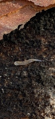Enchytraeidae