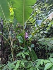 Musa violascens