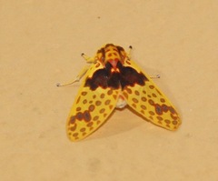 Amaxia pulchra