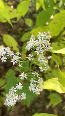 Symphyotrichum cordifolium