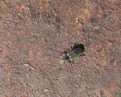 Sitona cylindricollis