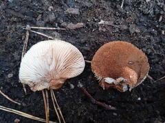 Crepidotus calolepis