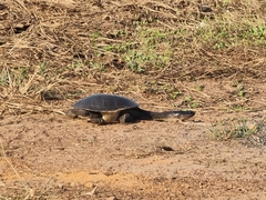 Chelodina kurrichalpongo