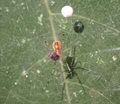 Theridion zonulatum