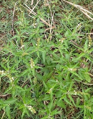 Croton bonplandianus